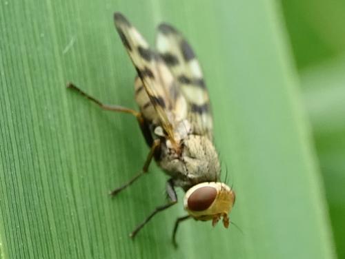 Melieria crassipennis